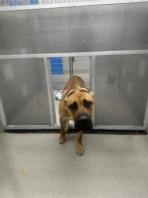 Max - Cane Corso Mastiff