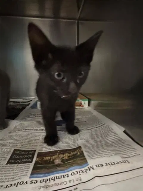 Keith - Domestic Short Hair