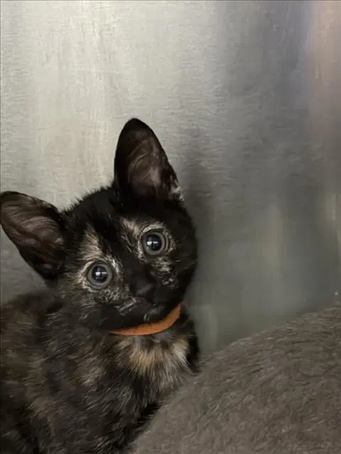 Ashlee - Domestic Short Hair