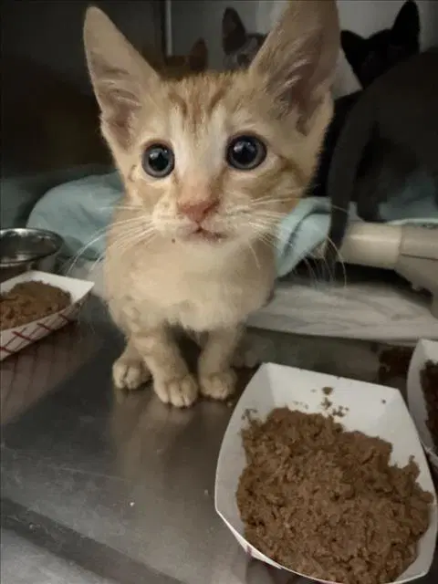 Kaoru - Domestic Short Hair