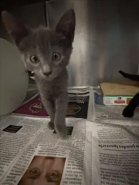 Kuro - Domestic Short Hair