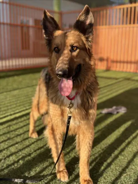 Drake - German Shepherd Dog