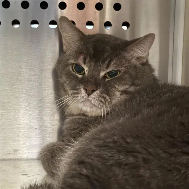 Cheese - Domestic Short Hair