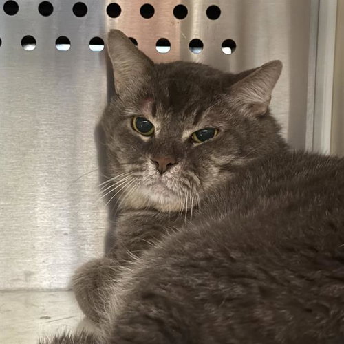 picture of the cat needing adoption