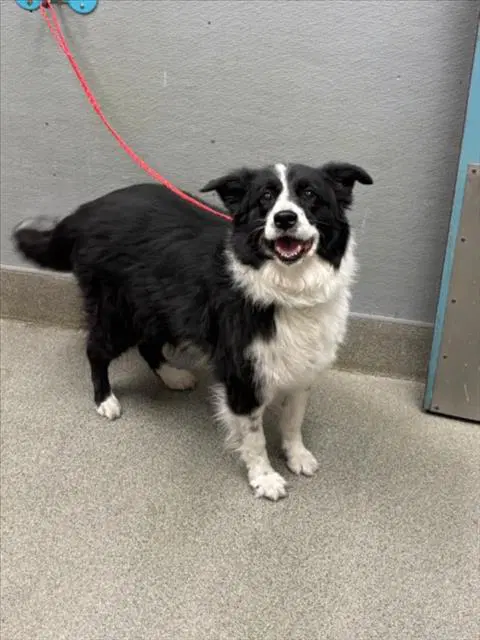 Venus - Australian Shepherd