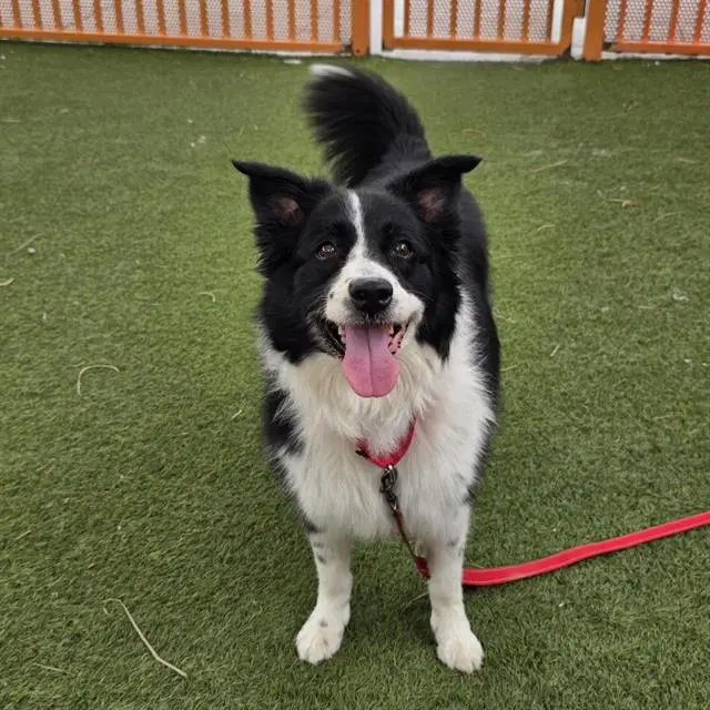 Venus - Australian Shepherd