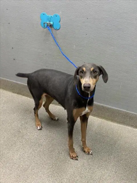 Moondust - Doberman Pinscher
