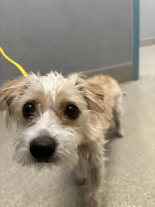 Diva - Terrier