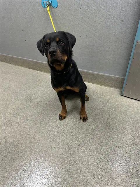 Charlie - Rottweiler