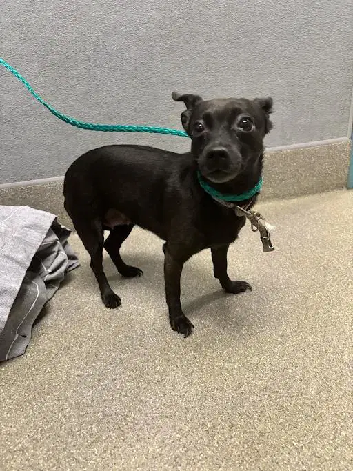 Nova - Chihuahua