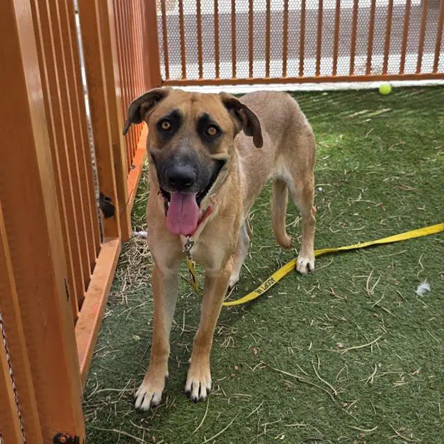 Puppertein - German Shepherd Dog
