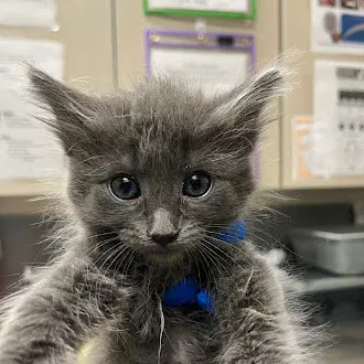 Paula - Domestic Medium Hair