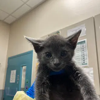 Paolo - Domestic Short Hair