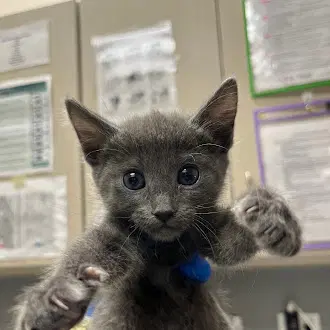 Dori - Domestic Short Hair