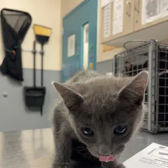 Pearl - Domestic Short Hair