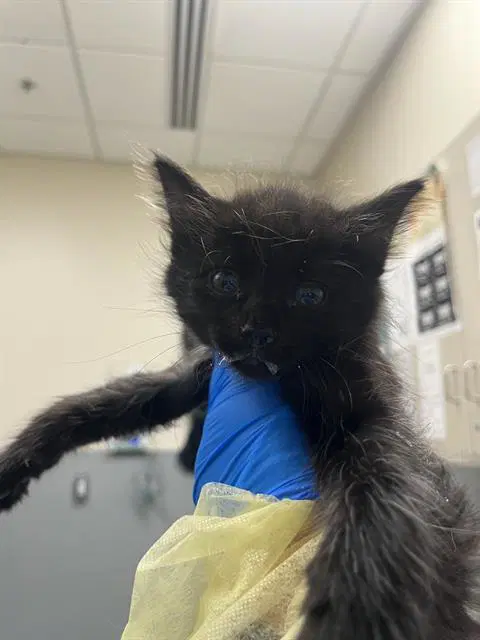 Lola - Domestic Short Hair