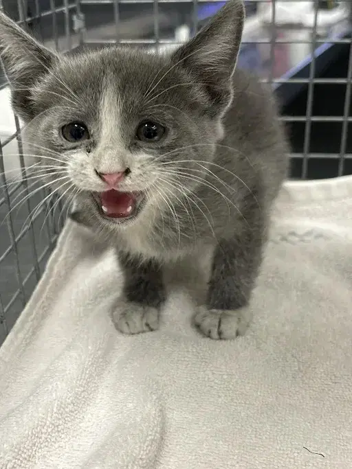 Perla - Domestic Short Hair