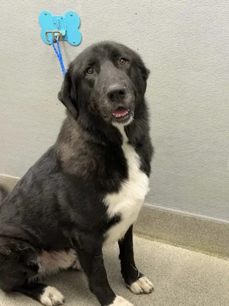 King - Newfoundland Dog