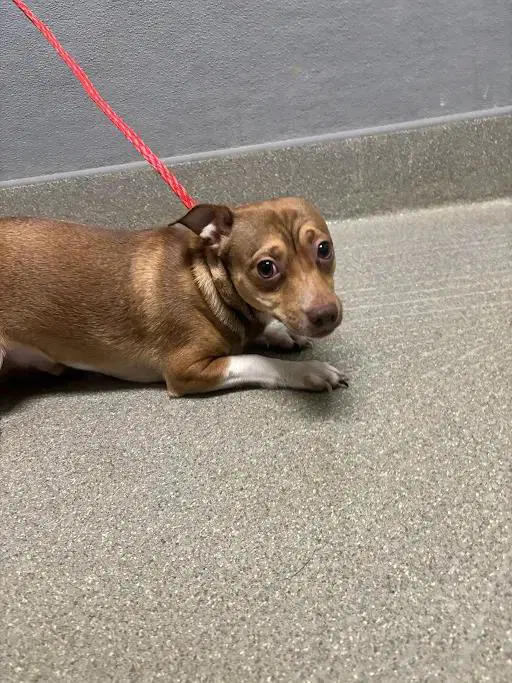 Papas - Chihuahua