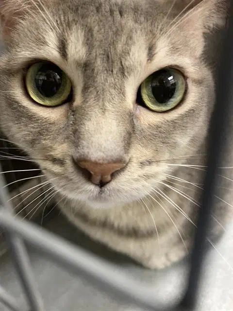 Sophie image 1