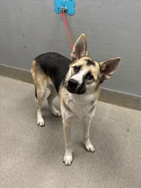 Thumper - German Shepherd Dog