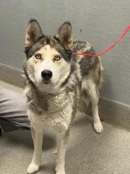 Luna