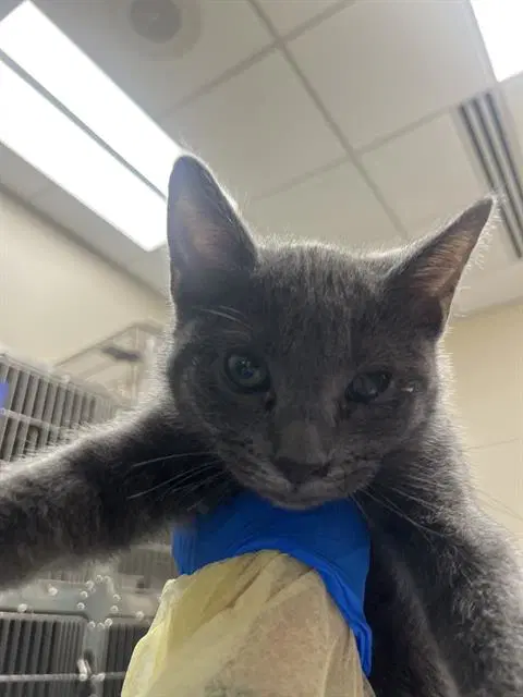 Pumpkin - Domestic Short Hair