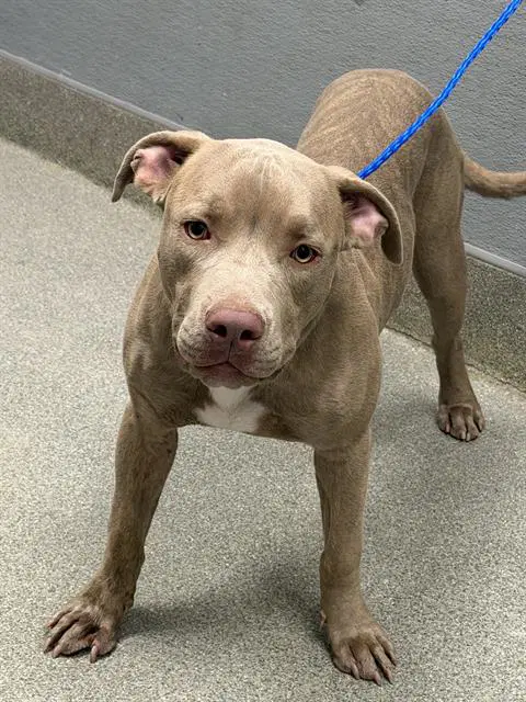 Radish - Pit Bull Terrier