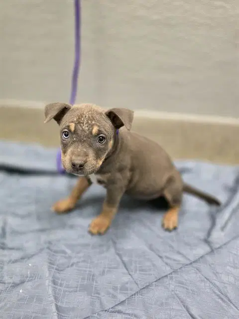 Bitsy - Pit Bull Terrier