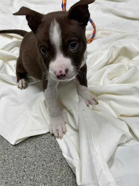 Air Bud - Pit Bull Terrier