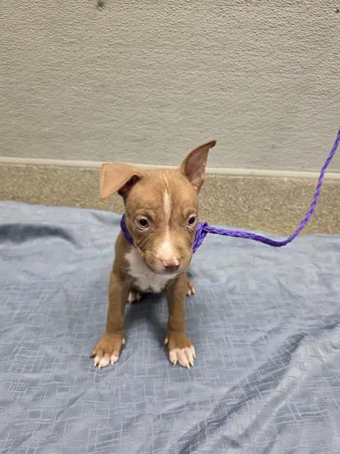 Harry Pawter - Pit Bull Terrier