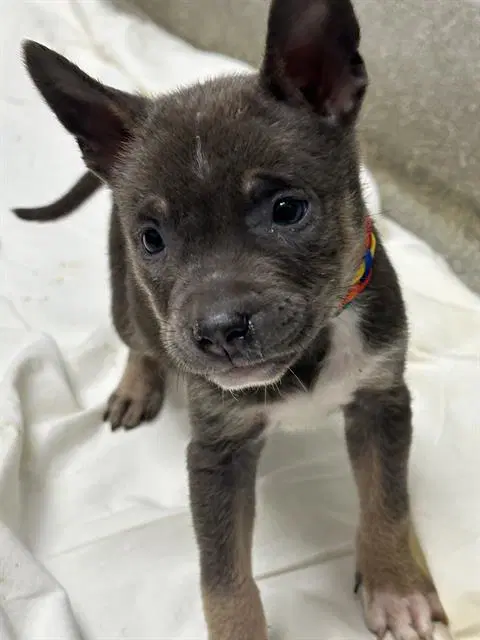 Porkchop - Pit Bull Terrier