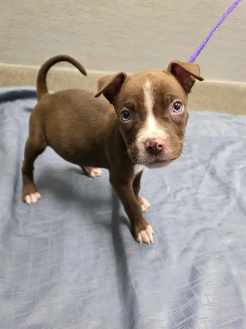 Jimmy Chew - Pit Bull Terrier