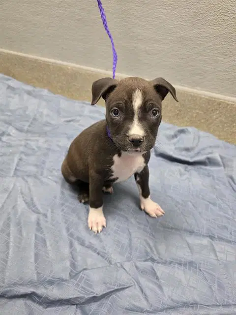 Belle - Pit Bull Terrier