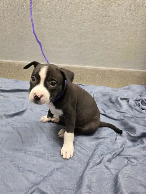 Cherry - Pit Bull Terrier