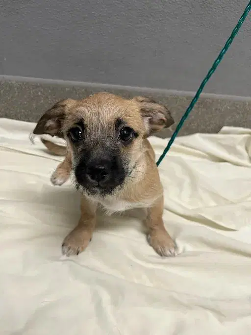 Molly - Terrier
