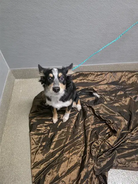 Butterfinger - Australian Shepherd