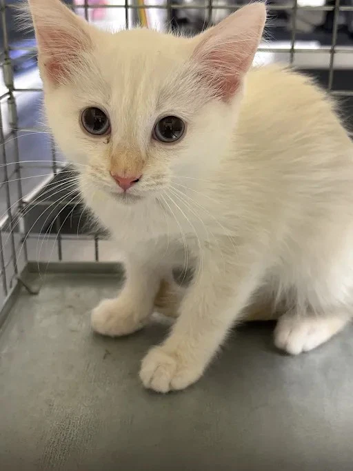 Cottonball