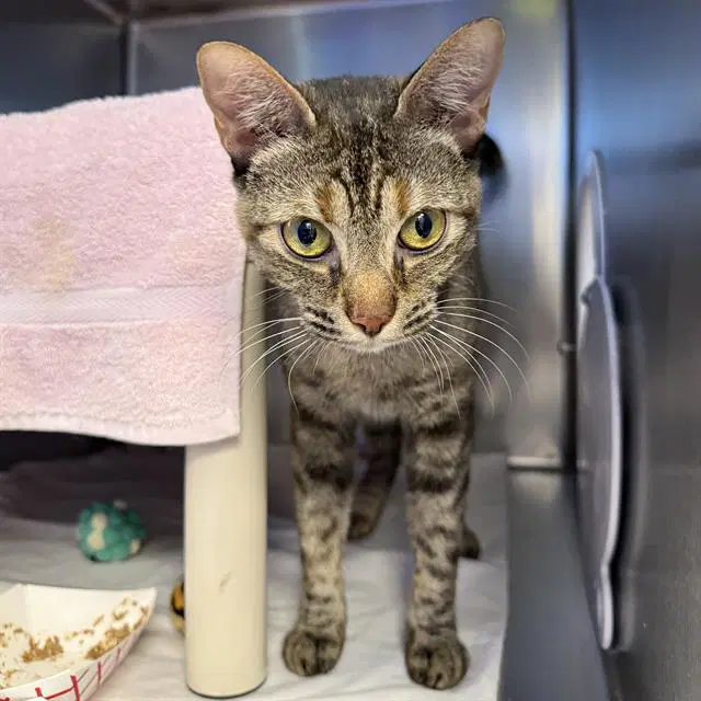 Toka - Domestic Short Hair