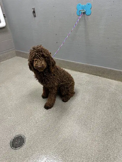 Molly - Poodle (Standard)