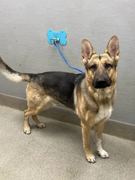 Zeus - German Shepherd Dog