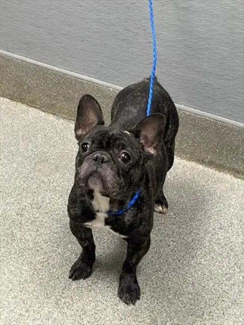 Muffin - French Bulldog