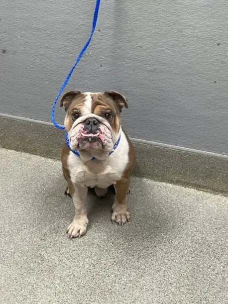 Buddy - Bulldog