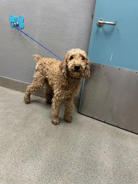 Marcini - Poodle (Standard)