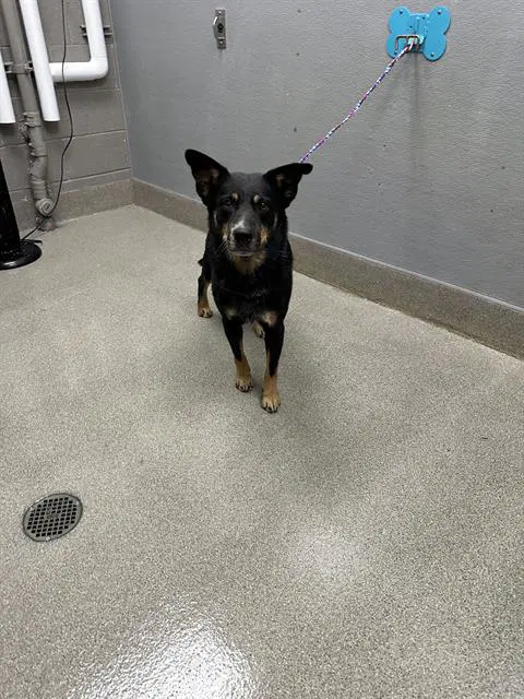 Strawbella - Australian Cattle Dog/Blue Heeler