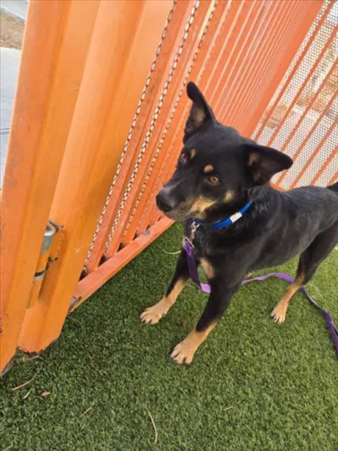 Strawbella - Australian Cattle Dog/Blue Heeler