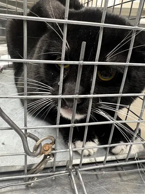 Socks - Domestic Short Hair