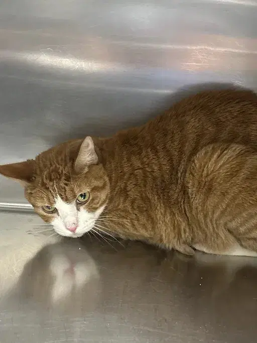Judah - Domestic Short Hair