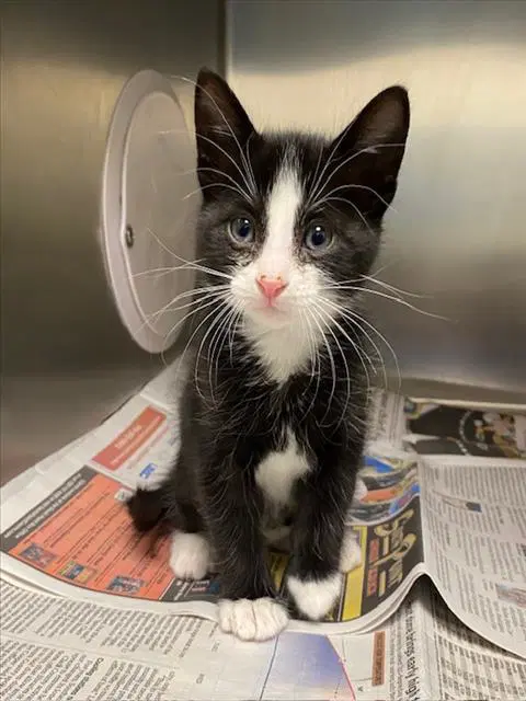 Nala - Domestic Short Hair
