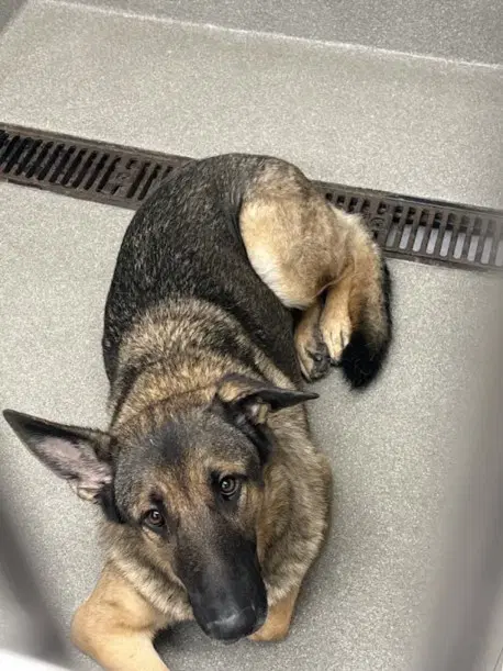 Peanut - German Shepherd Dog
